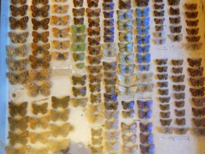 Display case of butterflys