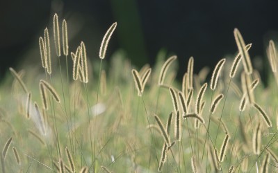 Bristle grass